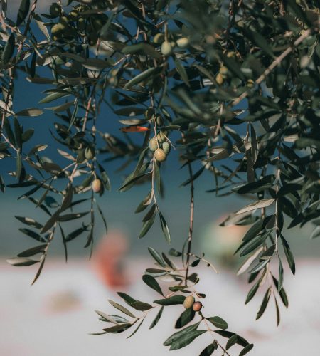 pexels-eberhardgross-2086351